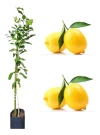 Limonero C/frut. 4 Estac. 3 Años