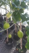 Limonero C/frut. 4 Estac. 3 Años