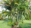 Palmera Areca Bambú ( Dypsis Lutescens ) + Trasplante + Maceta