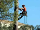Servicio De Poda- Poda En Altura- Poda De Arboles