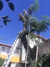 Servicio De Poda- Poda En Altura- Poda De Arboles