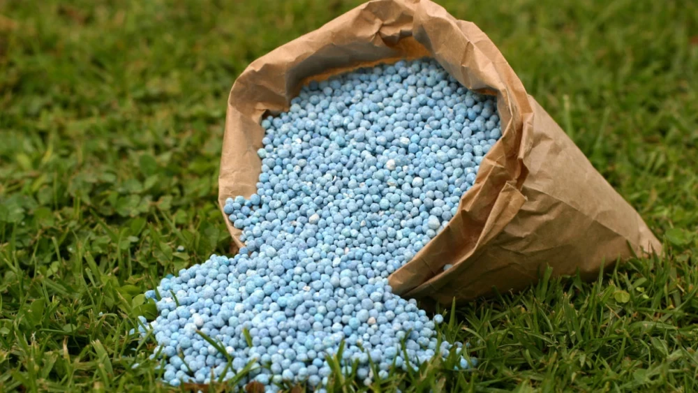 Guía para Abonar Correctamente tus Plantas de Interior